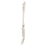 3B Scientific Functional Human Hand Skeleton Model With Ulna & Radius - image 3