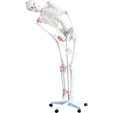 66fit Human Flexible Skeleton 180cm