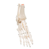 3B Scientific Foot & Ankle Skeleton - image 2