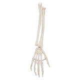 3B Scientific Functional Human Hand Skeleton Model With Ulna & Radius - image 2