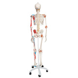 3B Scientific SAM Skeleton detail