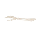 3B Scientific Functional Human Hand Skeleton Model With Ulna & Radius - image 4