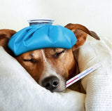 Roar Doggie Cough oral drops Doggie Cough Drops,issues,Kennel Cough,Oral drops