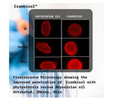 Holistic Quinoa Pro NPNF™ Colour Protect Shampoo Aids Styling,benefits of hair,Chemically treated hair,Colour Protect Shampoo,colour retention,Coloured hair,Conditions and Combats frizz,Curly hair,Damaged hair,dehydrated hair,Directions for U,dry hair,dry