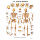 Chart The Skeletal System