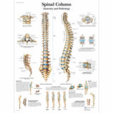 Chart The Vertebral Column