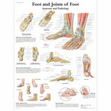 Chart Foot & Joints Of Foot - Anatomy & Pathology