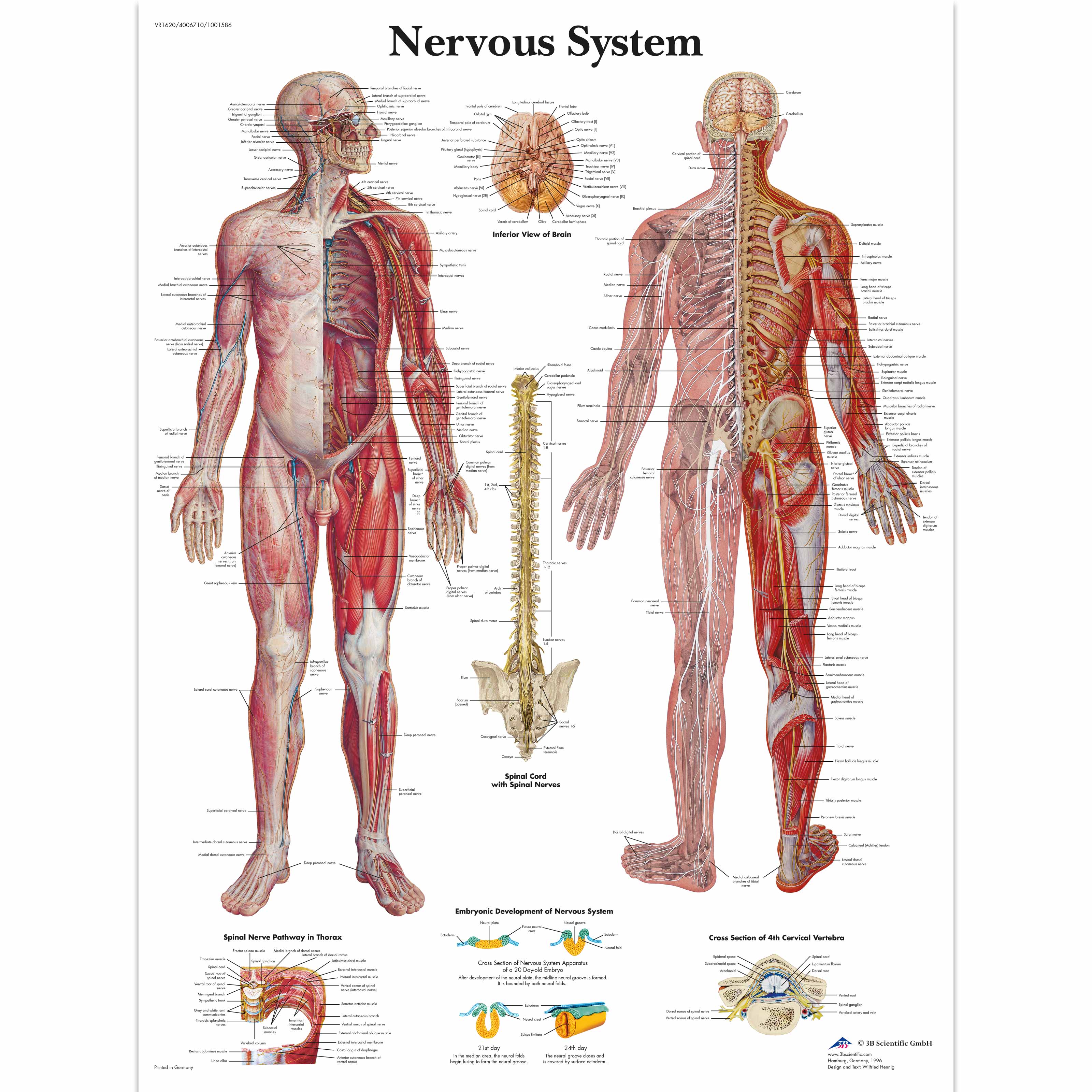 Chart The Nervous System