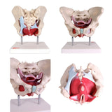 66FIT Female Pelvic Muscles & Organs - image 3