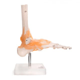 Anatomical Model Foot Joint With Ligaments