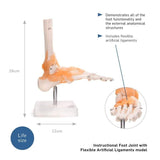 Anatomical Model Foot Joint With Ligaments - image 2