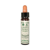 Bach Flowers Honeysuckle 10ml