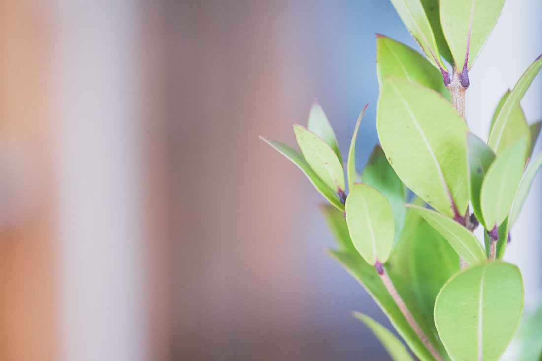 a close up of a plant with green leaves