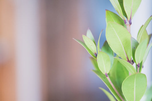 a close up of a plant with green leaves