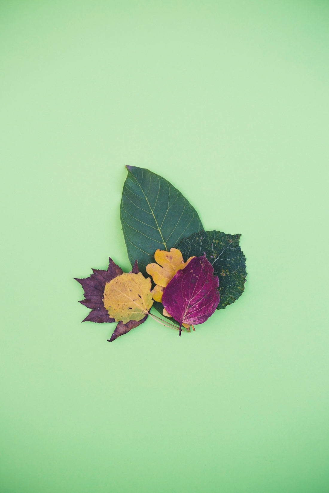 green and yellow leaf