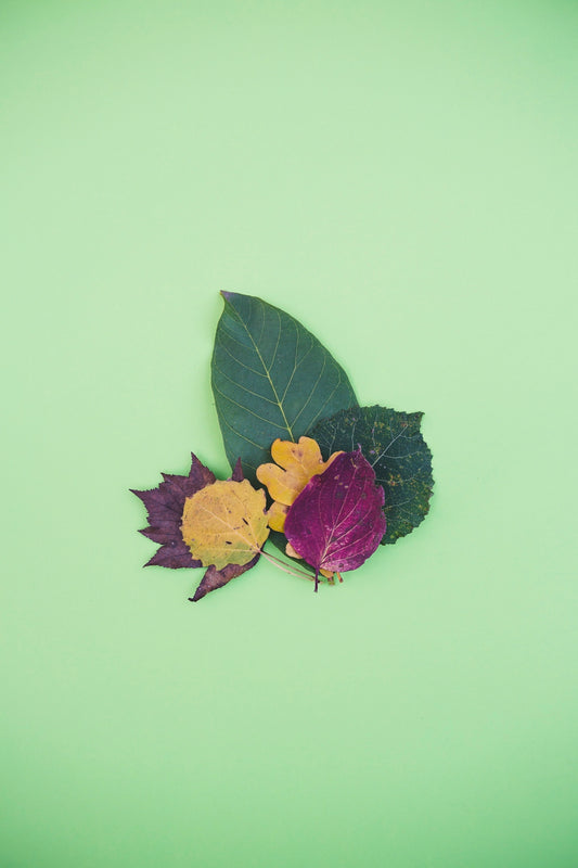 green and yellow leaf