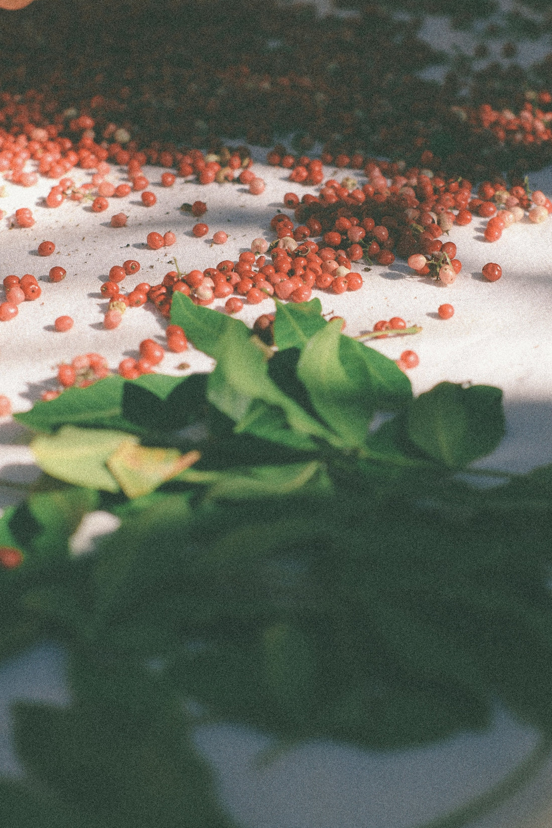 red and white petals on white textile