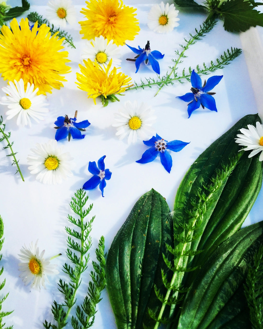 white and yellow flowers with green leaves