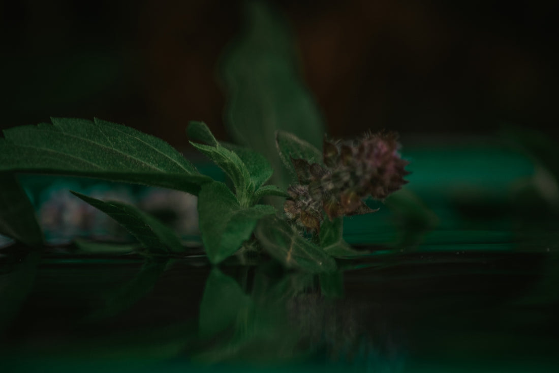 a flower that is sitting on a table