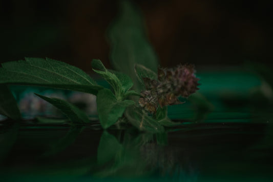a flower that is sitting on a table