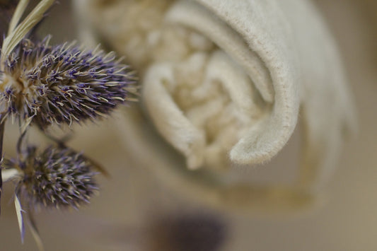 A close up of a flower with a blurry background