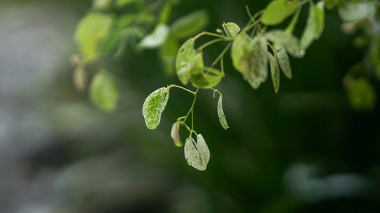 A close up of a green plant with leaves