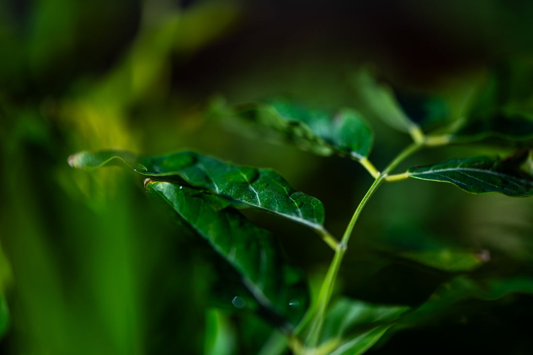 Here's a caption: green leaves and a slender stem.