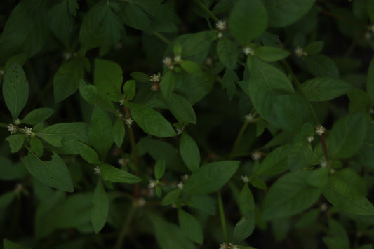 Green leaves with small white flowers in shade.