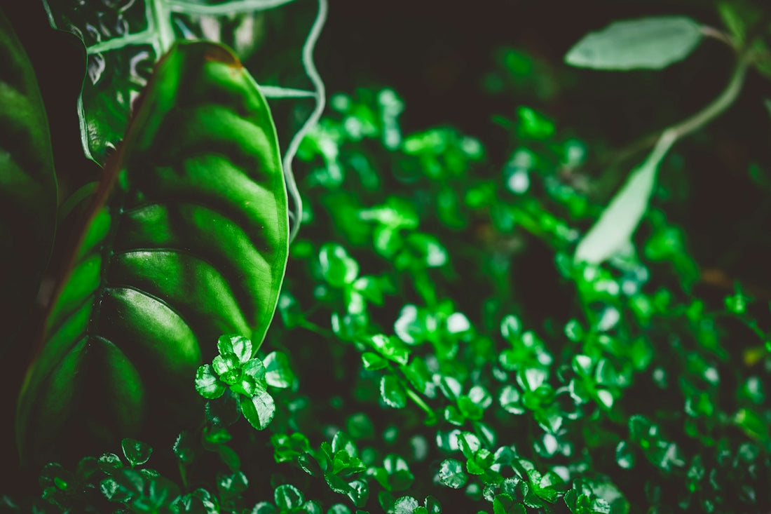 A close-up of lush green plants in a garden