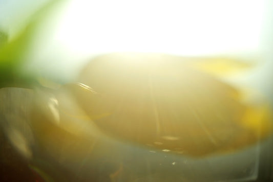 Close-up of a yellow flower with soft lighting