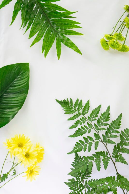 Green leaves and yellow flowers arranged on white