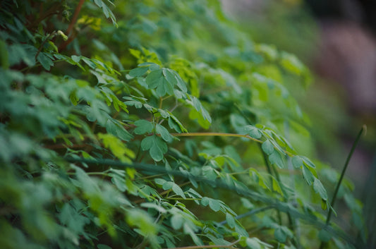 Green leaves with a blurred background