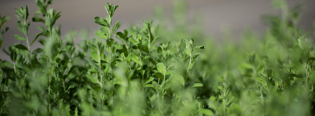 Lush green foliage with a blurred background.