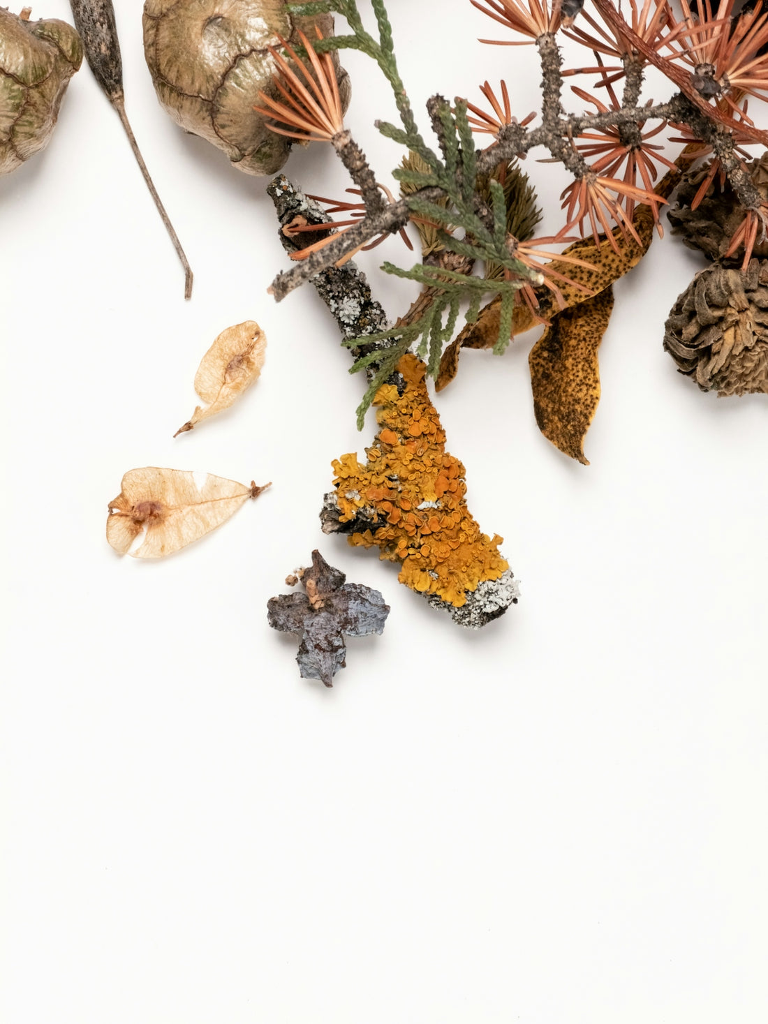 Dried natural elements, branches, and leaves on a white background