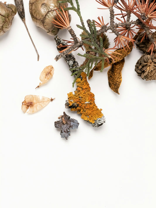 Dried natural elements, branches, and leaves on a white background