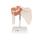 3B Scientific Functional Shoulder Joint Model