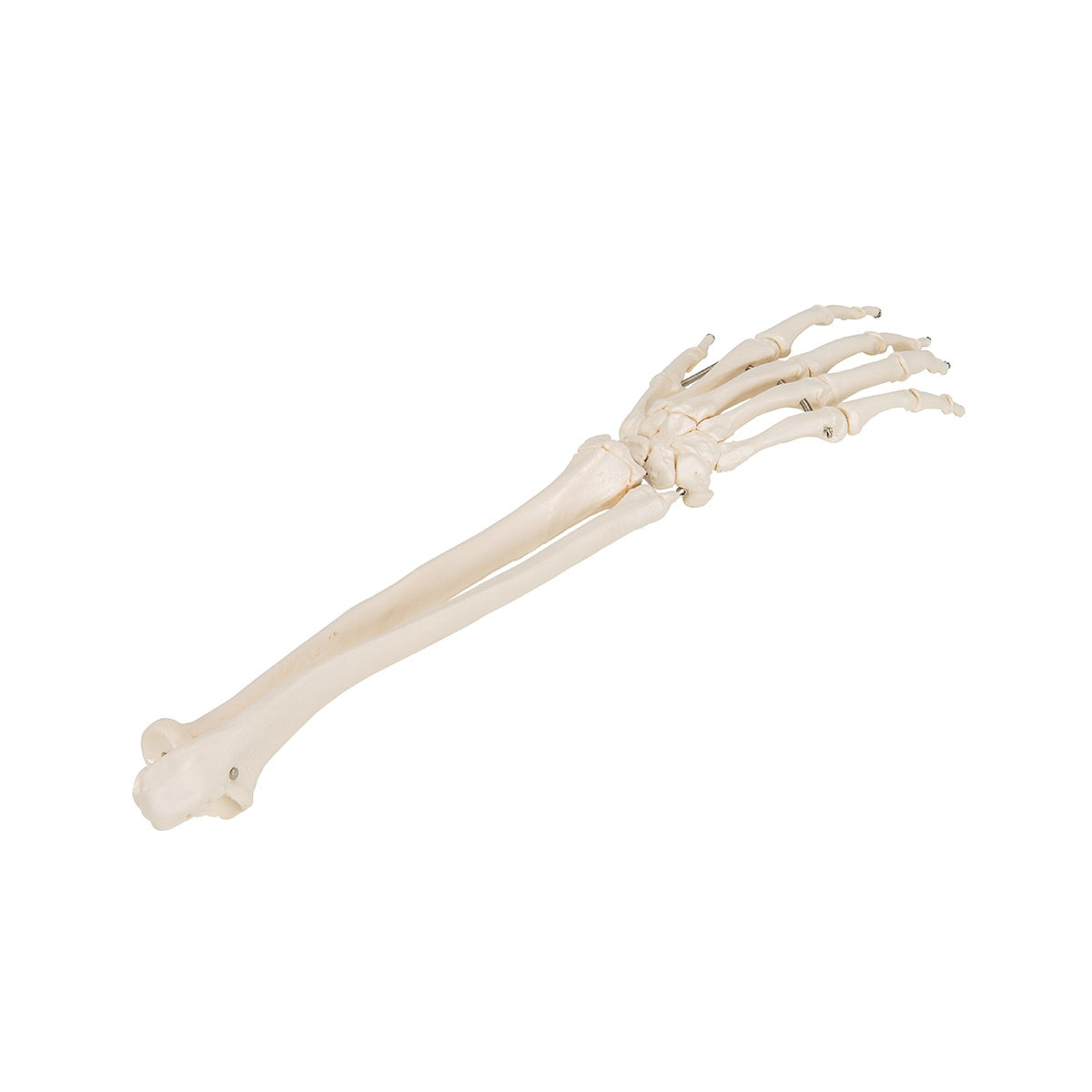 3B Scientific Functional Human Hand Skeleton Model With Ulna & Radius - image 6