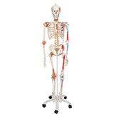 3B Scientific Skeleton Model SAM