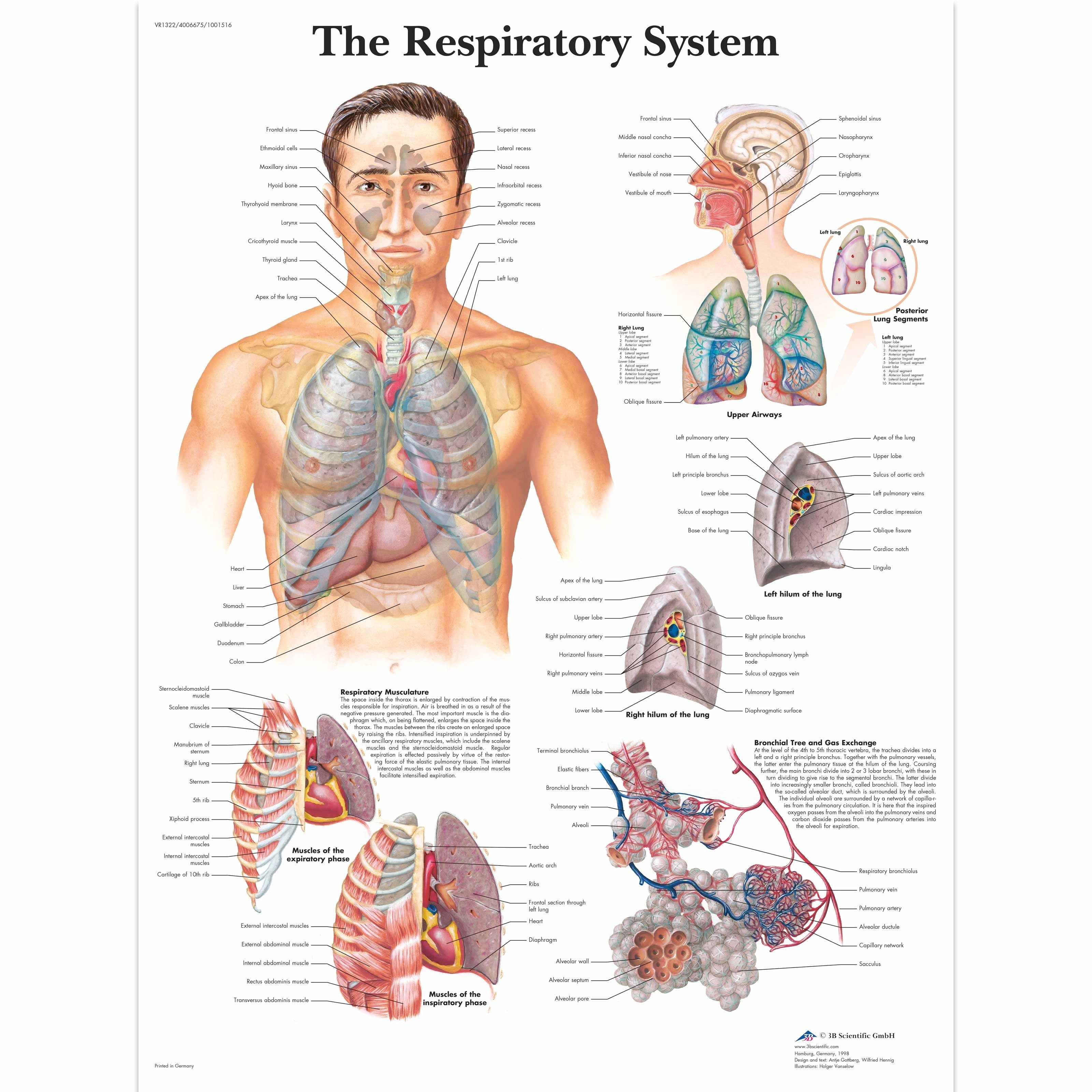 Anatomical Chart - The Respiratory System