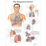 Anatomical Chart - The Respiratory System