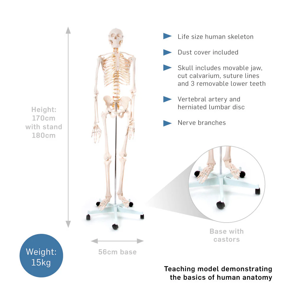 66fit Skeleton with ligaments
