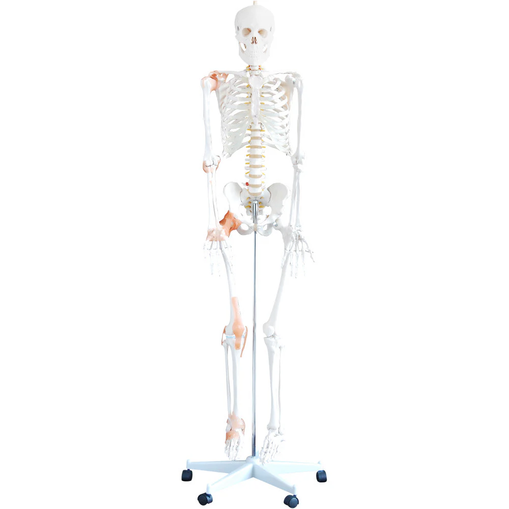 66fit Skeleton detail