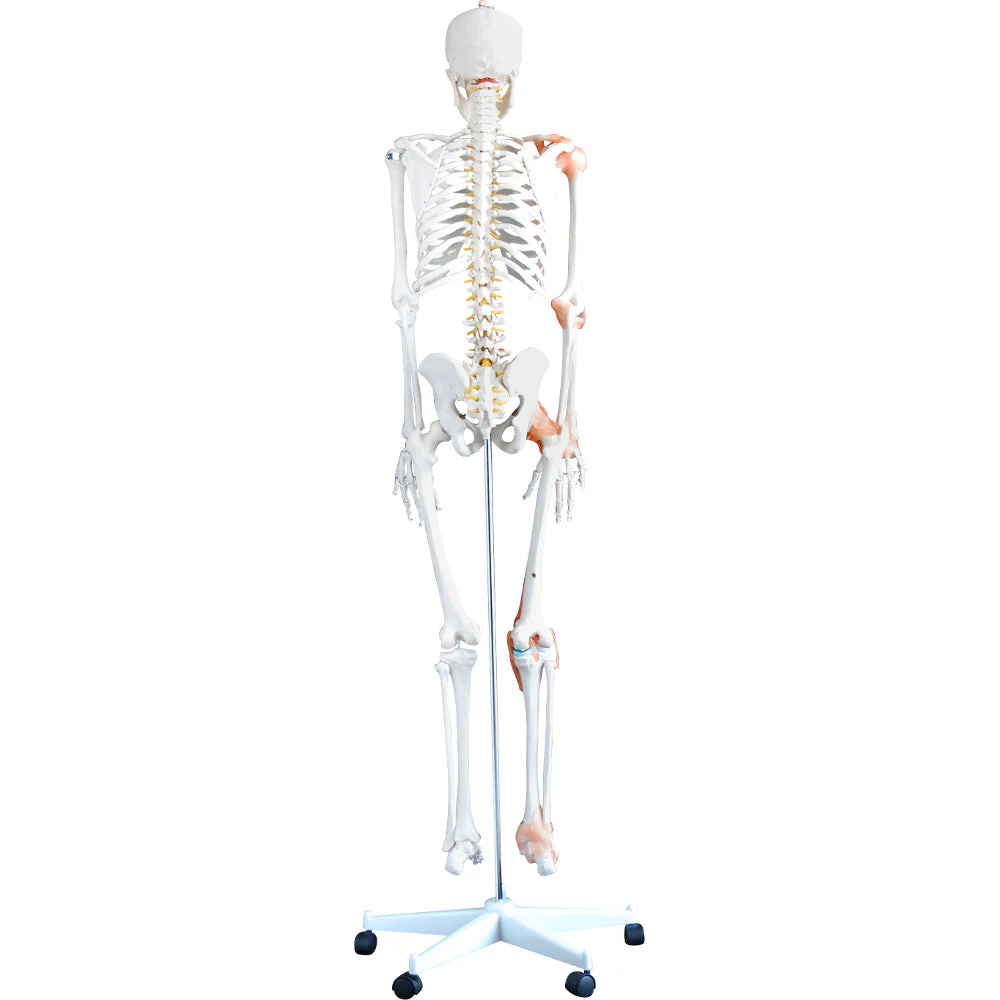 66fit Skeleton skull detail