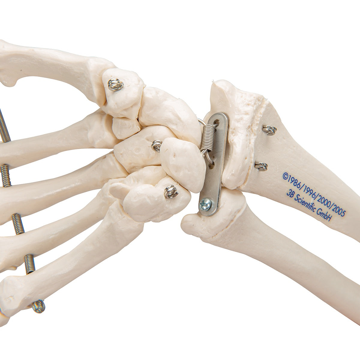 3B Scientific Functional Human Hand Skeleton Model With Ulna & Radius - image 8