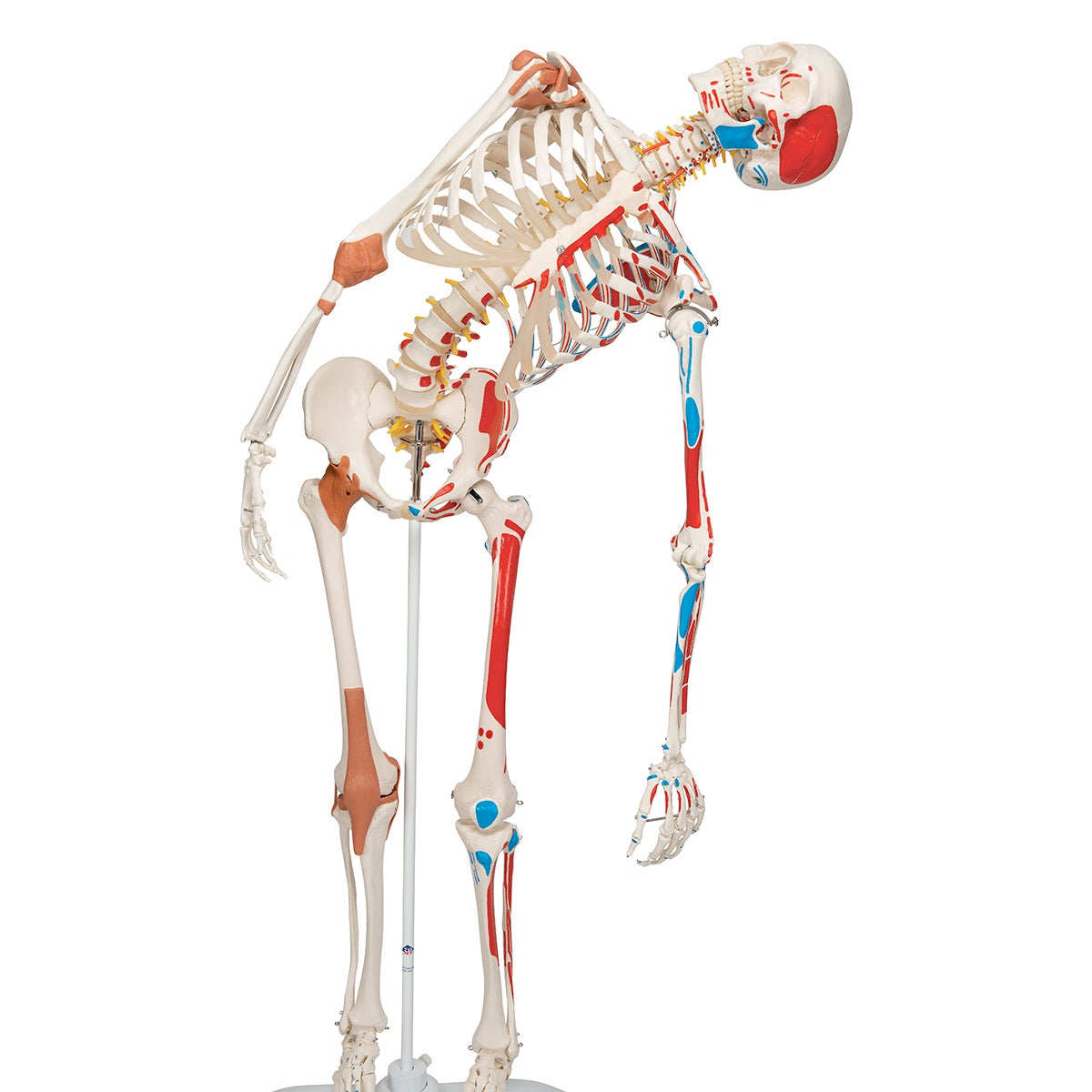 3B Scientific SAM Skeleton skull