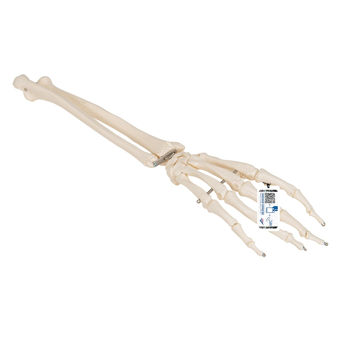 3B Scientific Functional Human Hand Skeleton Model With Ulna & Radius