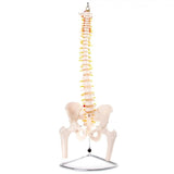66FIT Flexible Vertebral Column With Pelvis & Femur Heads