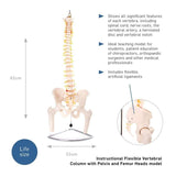 66FIT Flexible Vertebral Column With Pelvis & Femur Heads - image 2
