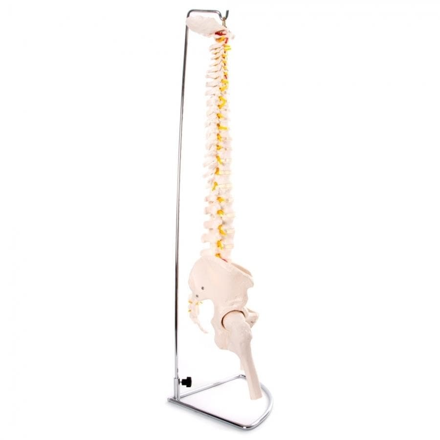 66FIT Flexible Vertebral Column With Pelvis & Femur Heads - image 3