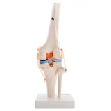 66FIT Human Knee Joint - image 3